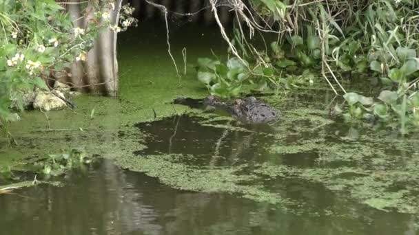 American Alligator fishing in the swamp — Stock Video