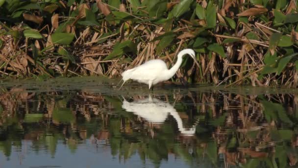 Great Egret alimentándose en el lago — Vídeo de stock