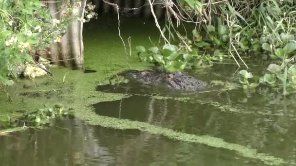 Amerikanischer Alligator versucht Fische zu fangen — Stockvideo