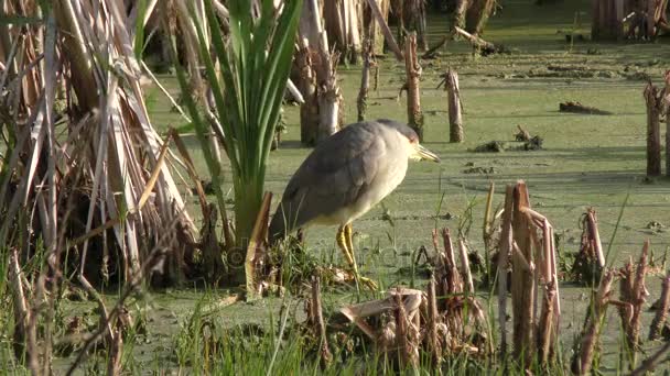 Nero coronata notte airone nella palude — Video Stock