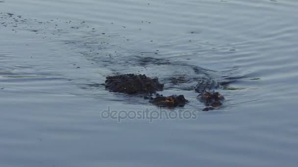 grands alligators américains accouplement 