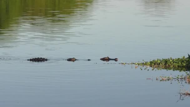 grands alligators américains accouplement 