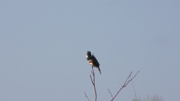 Cinturón Kingfisher posado en el viento — Vídeo de stock