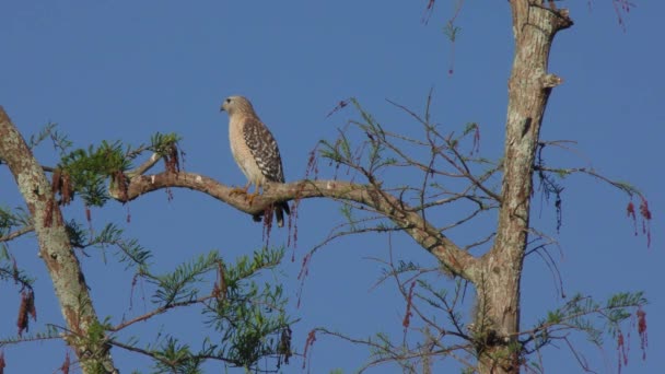 Red Shouldered Hawk perches — Stock Video