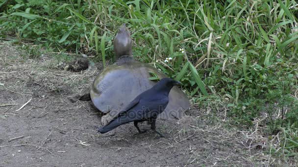 Crow proberen te stelen van de schildpad eieren — Stockvideo