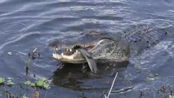 Cocodrilo americano comiendo una gran serpiente de agua marrón — Vídeos de Stock