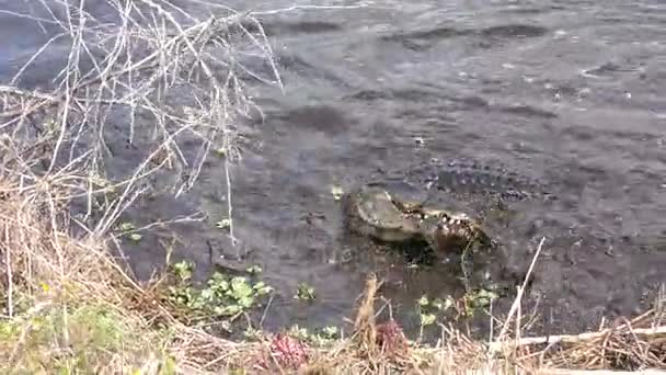 Caimán americano salta y captura gran serpiente de agua marrón — Vídeo de stock