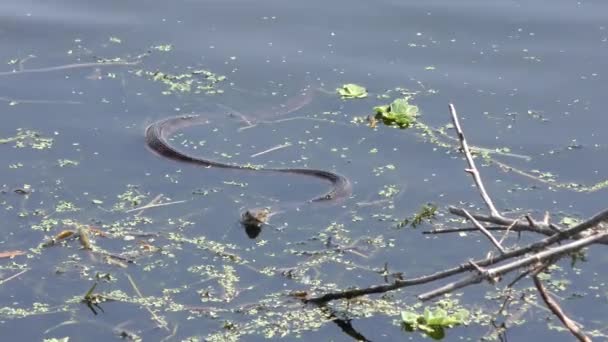 Полосатая водяная змея во Флориде — стоковое видео