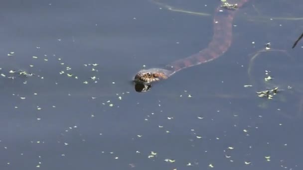 Полосатая водяная змея во Флориде — стоковое видео