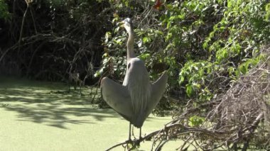 büyük mavi balıkçıl kütüğe tadını çıkarma