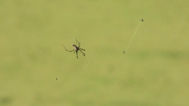 Las arañas grandes y pequeñas en la tela — Vídeo de stock