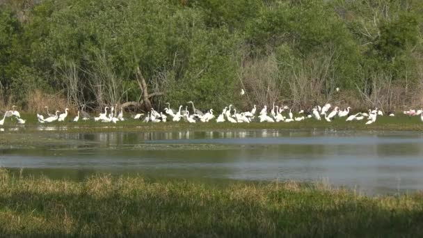Aves zancudas en los humedales de Florida — Vídeos de Stock