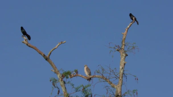 Röd-axlade Hawk och båt-tailed Grackles — Stockvideo