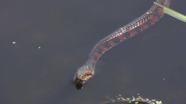 serpent d'eau bagué en Floride zones humides 