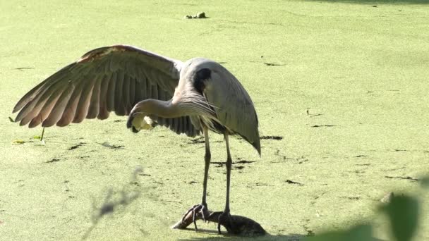 Great blue heron grooming sina fjädrar — Stockvideo