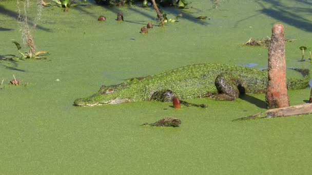 Amerikansk alligator sola på en logg — Stockvideo