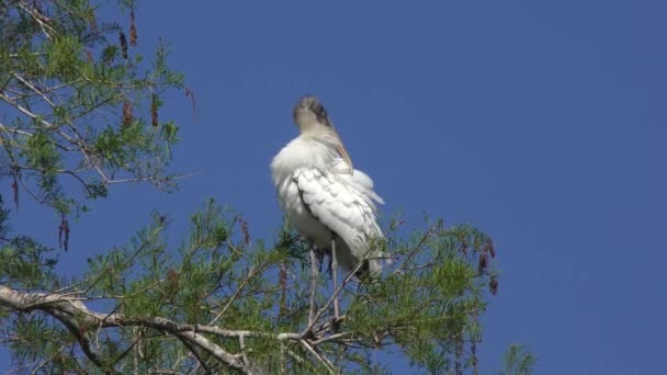 Cigüeña de madera posada sobre un árbol — Vídeos de Stock