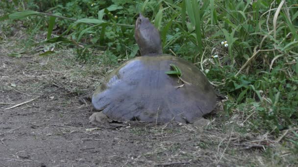 Floride tortue molle pondant des œufs — Video