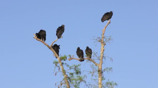 Buitres negros posados en un árbol — Vídeos de Stock