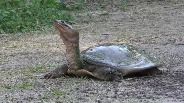 Florida-Weichschildkröte beim Gehen — Stockvideo