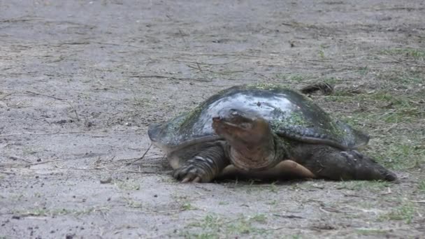 Florida Softshell Turtle walking — Stock Video