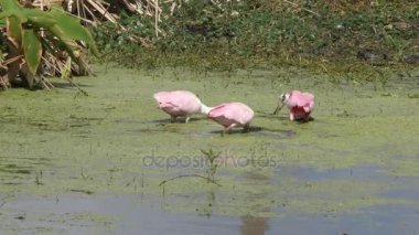 Pembe bataklıkta besleme Spoonbills