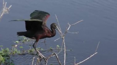 Parlak Ibis algılamak rüzgarda