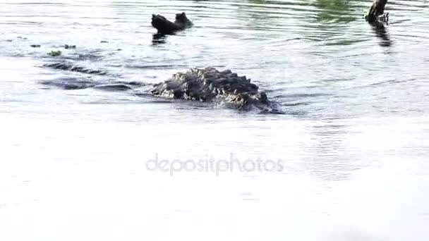 Grote Amerikaanse alligator zwemt in het meer — Stockvideo