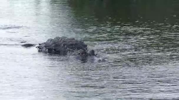 Grote Amerikaanse alligator zwemt in het meer — Stockvideo