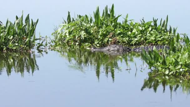 Grand alligator américain dans un lac — Video