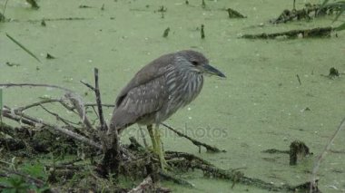 olgunlaşmamış kara tepeli gece-balıkçıl