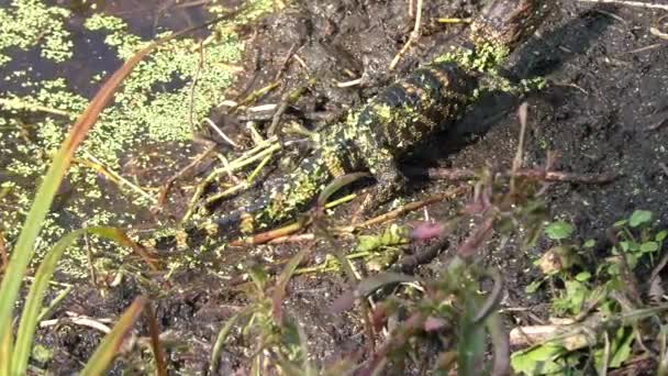 Bébé alligator américain se prélasser — Video