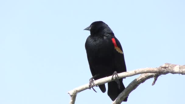 Chamada masculina de Blackbird de asa vermelha — Vídeo de Stock