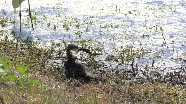 Anhinga hundiendo un pez en el pantano — Vídeo de stock