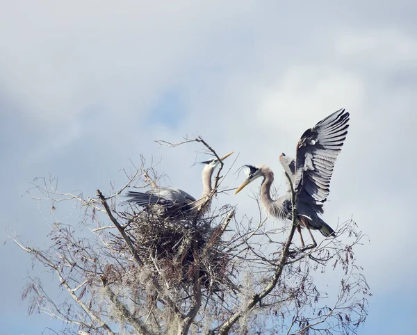 Great Blue Herons — Stock Photo, Image