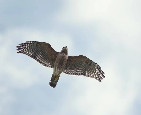 Röd-axlade hawk — Stockfoto