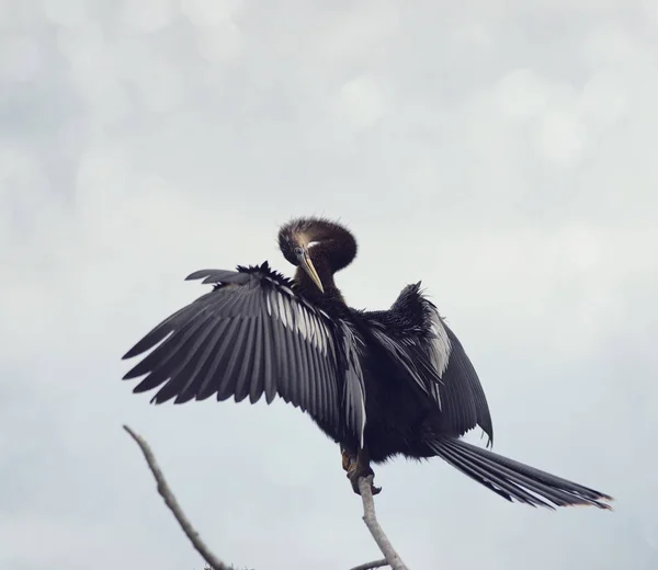 Anhinga prohlížení proti obloze — Stock fotografie