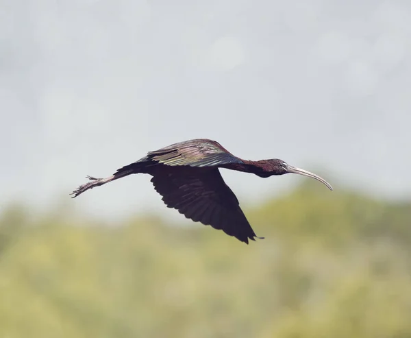 Glossy Ibis in flight — Stock Photo, Image