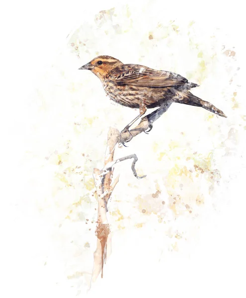 Brun fågel akvarell — Stockfoto