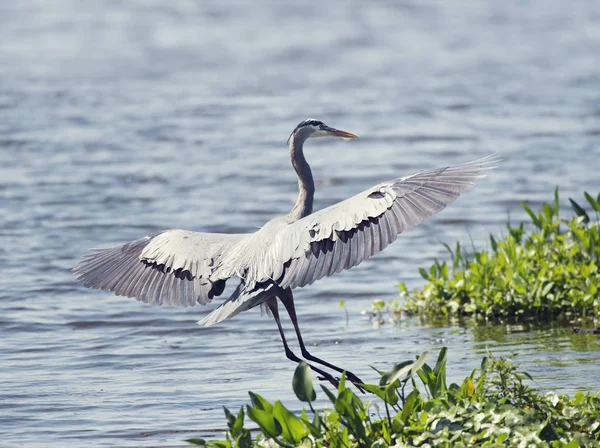 Velká modrá volavka přistání — Stock fotografie