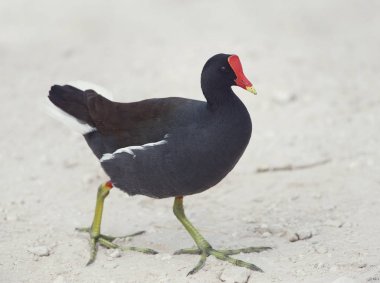 Ortak moorhens yürüyüş