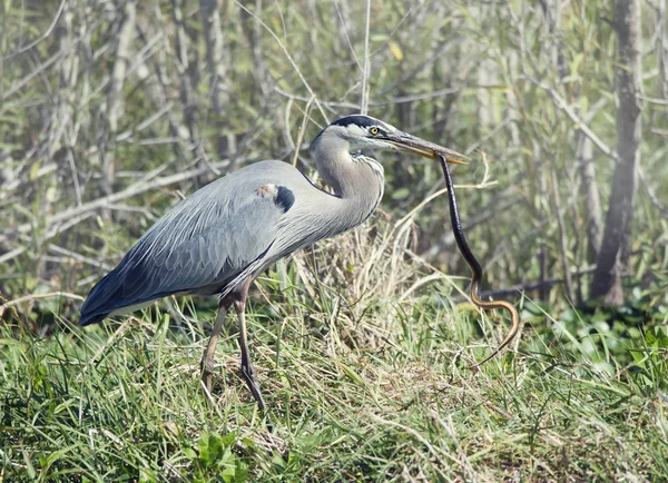 Great Blue Heron with a snake in its beak — Stock Photo, Image