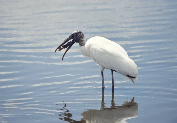 Wood Stork with a fish in its beak — Stock Photo, Image