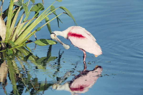 Roseate Spoonbill in the pond — Stock Photo, Image