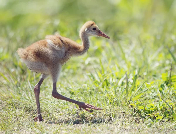 Żuraw kanadyjski Chick spaceru — Zdjęcie stockowe