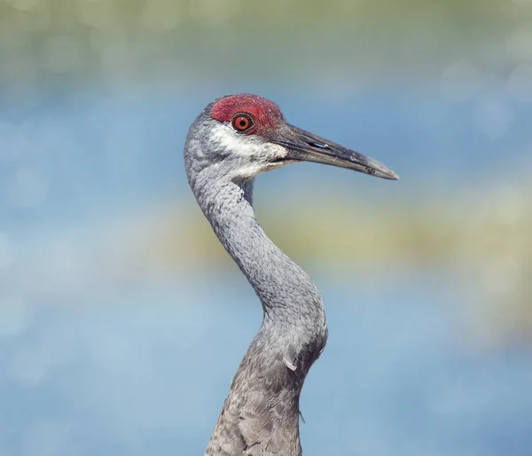 Retrato de guindaste Sandhill — Fotografia de Stock