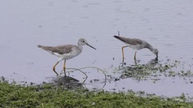 Daha fazla Sarıbacak ve havuzda küçük Sarıbacak
