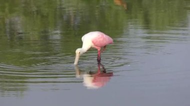 Pembe kaşıkçı gölette besleme
