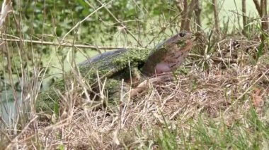 Florida kaplumbağası Florida sulak alanlar içinde