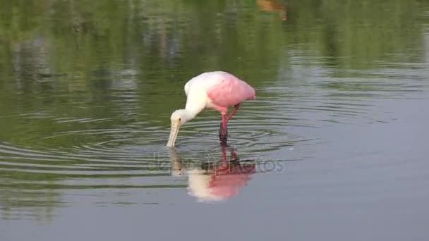 Roseate Spoonbill alimentándose en el estanque — Vídeo de stock